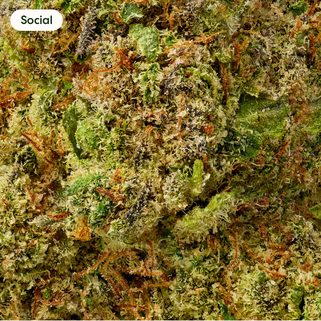 Tangie 100% Legal THC 28.89% Smoke, 1 oz, FREE SHIPPING!